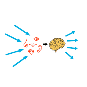 auditory processing testing