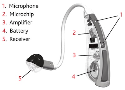 Hearing Aid Anatomy