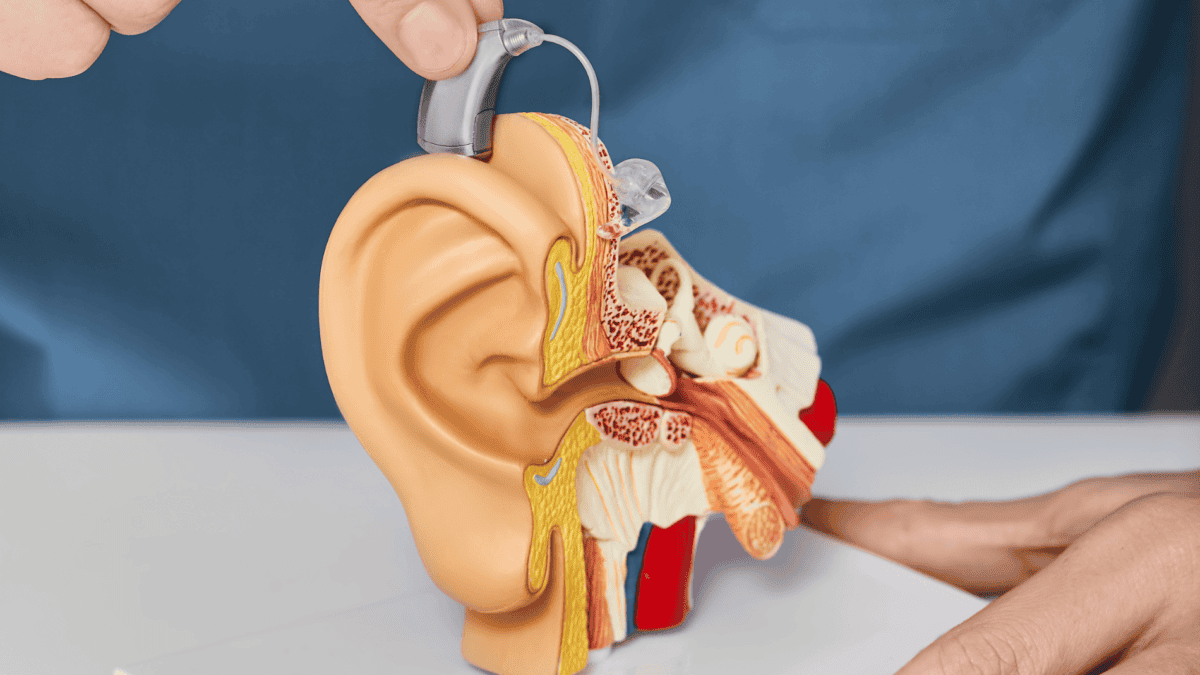 Understanding How Hearing Works