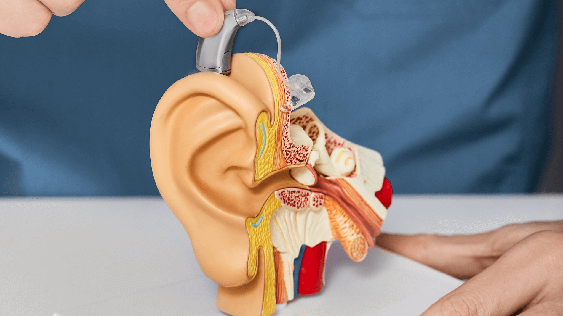 Featured image for “Understanding How Hearing Works”